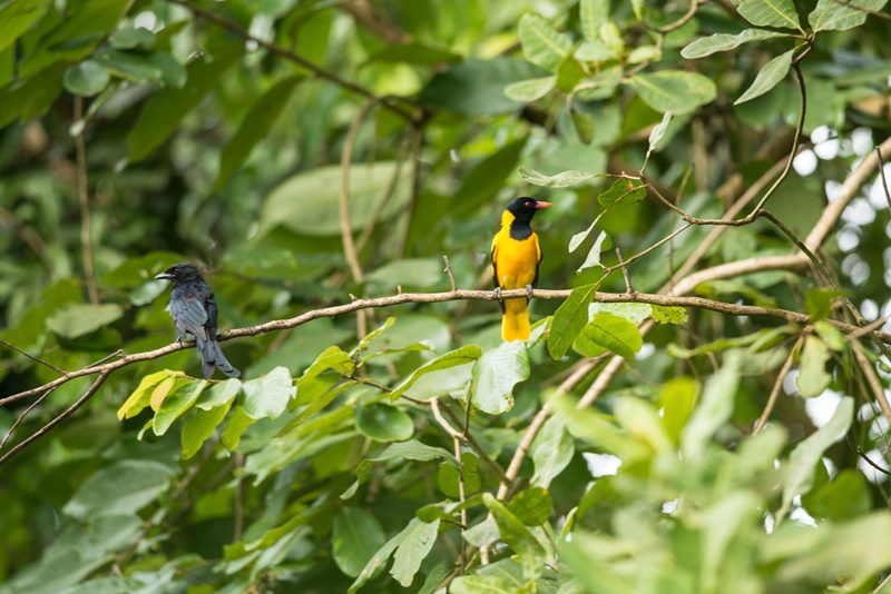 Birds photograph