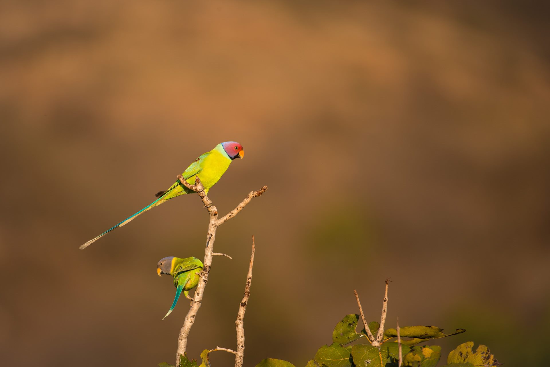 Birds photograph