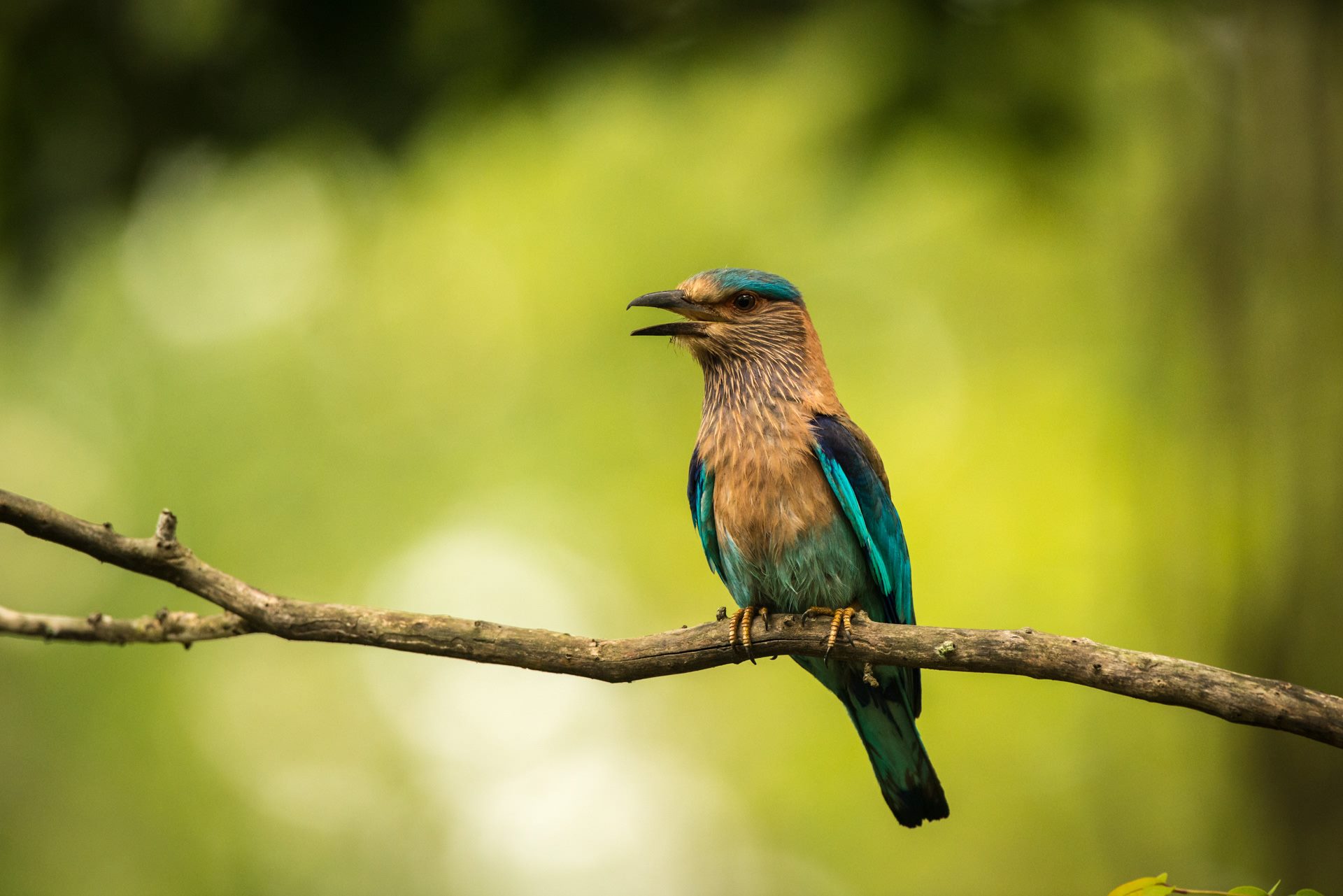 Birds photograph