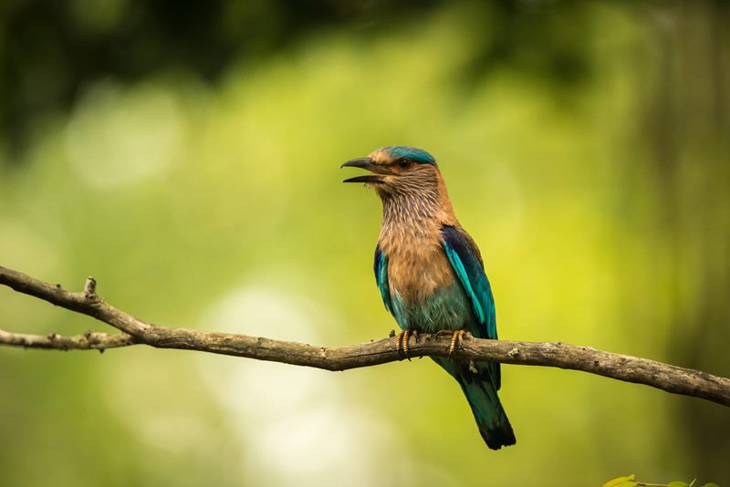 Birds photograph