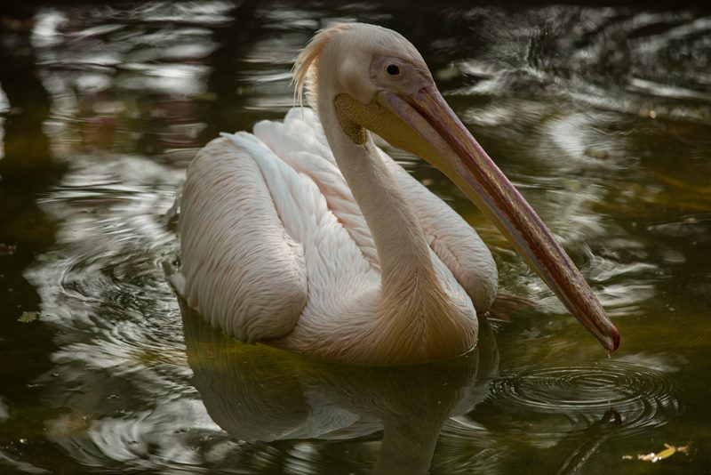 Birds photograph