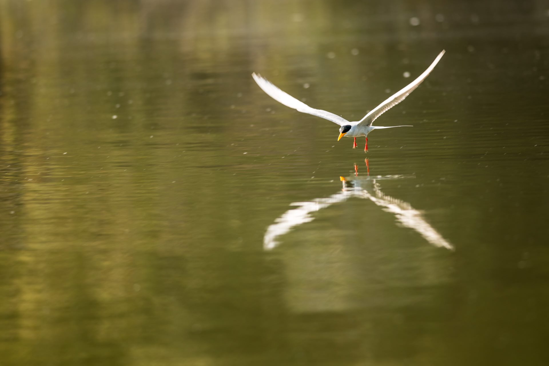 Birds photograph
