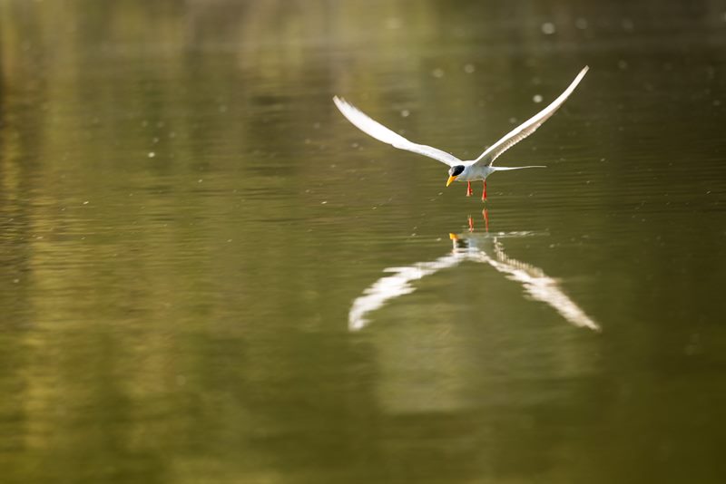 Birds photograph