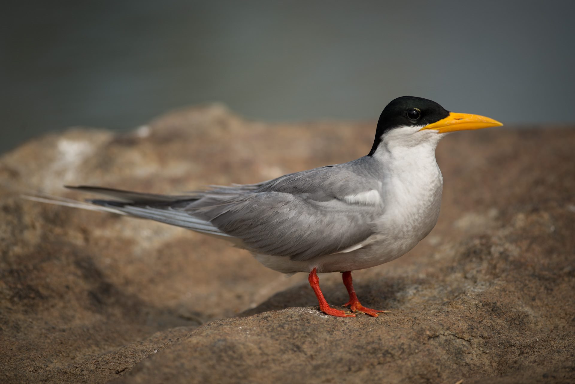 Birds photograph
