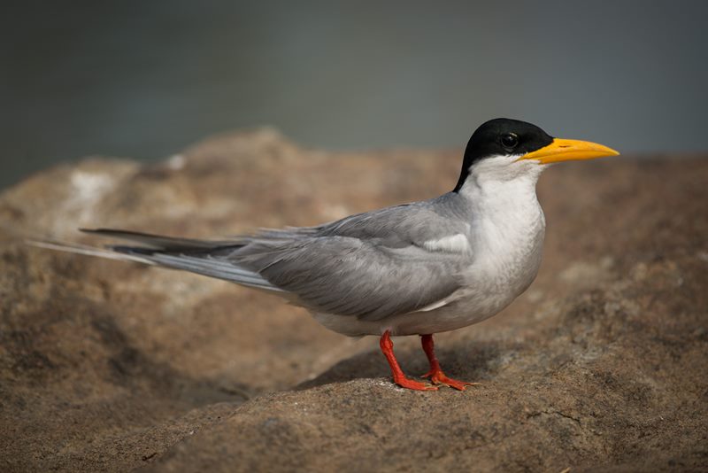 Birds photograph
