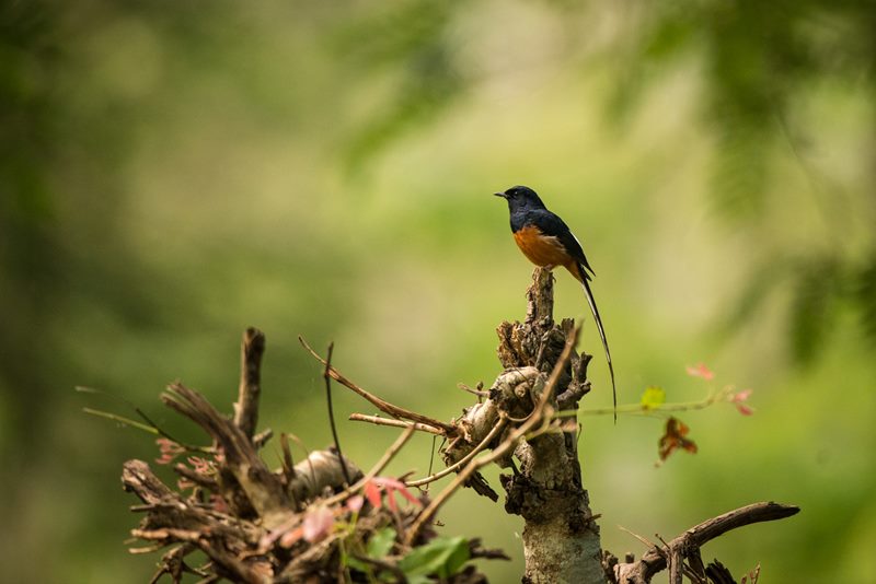 Birds photograph