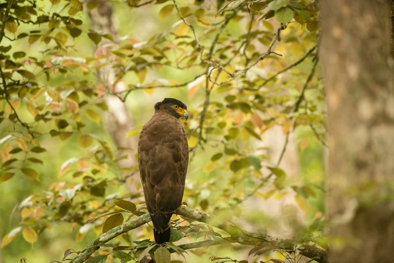 Birds photograph