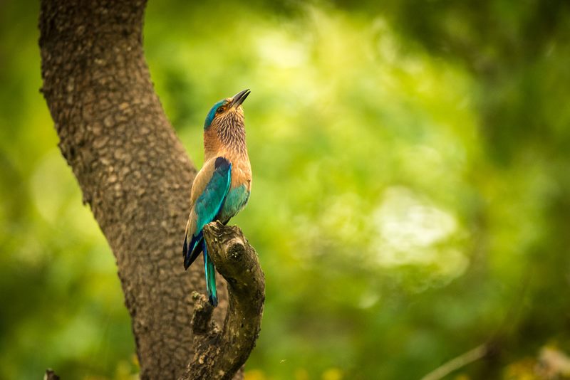 Birds photograph