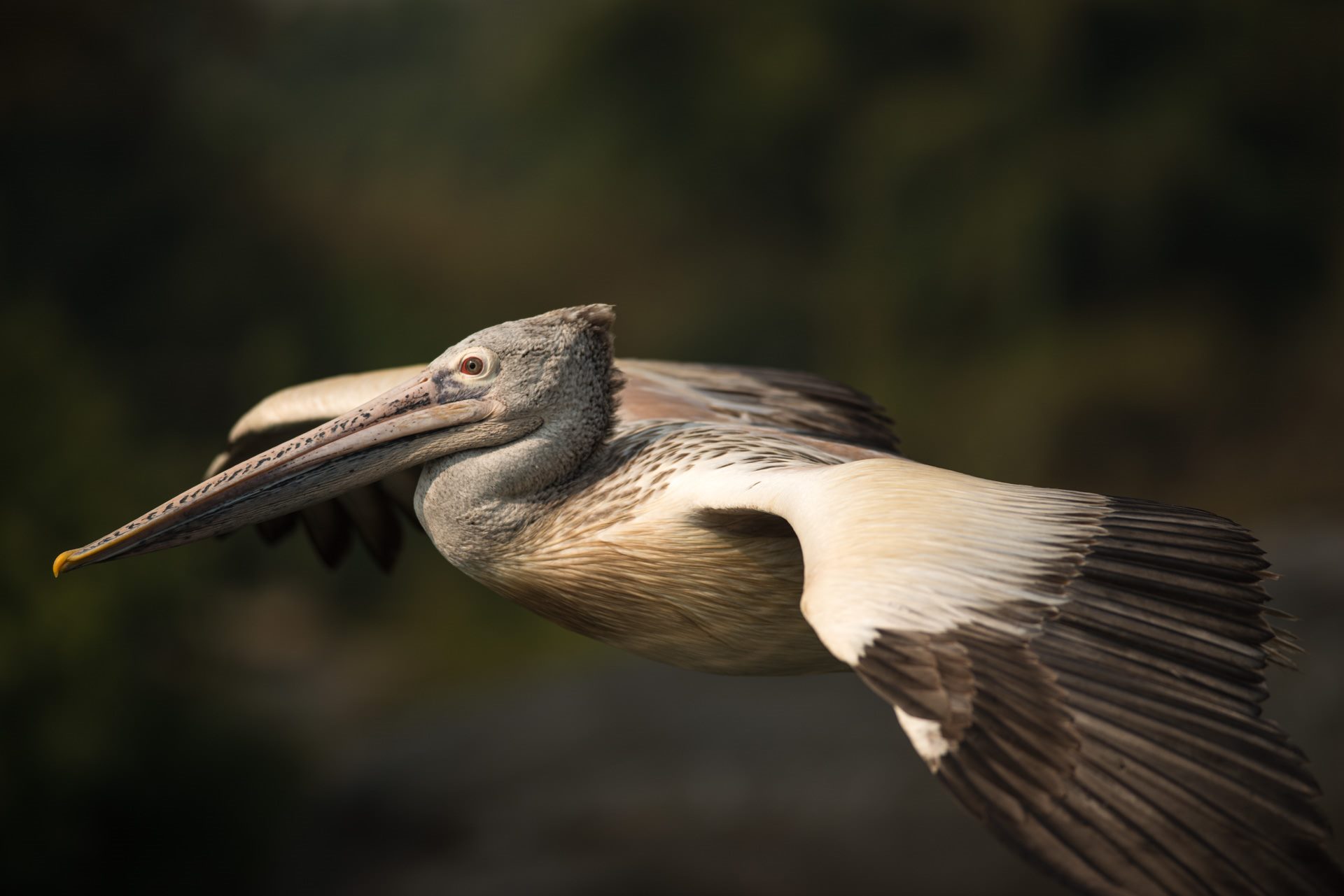 Birds photograph