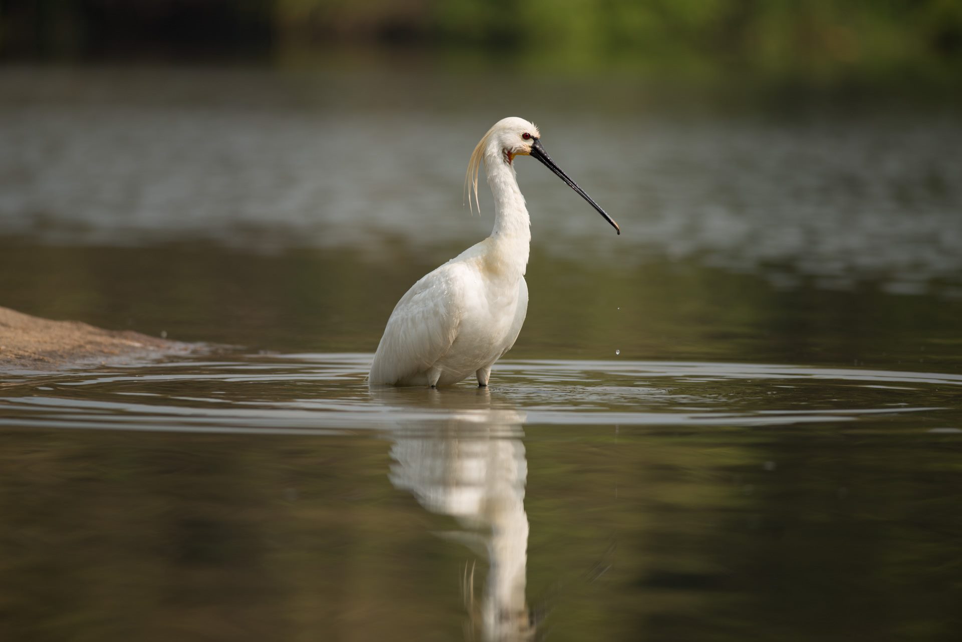 Birds photograph