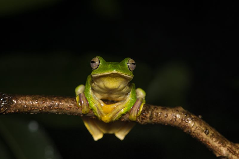 Macro photograph