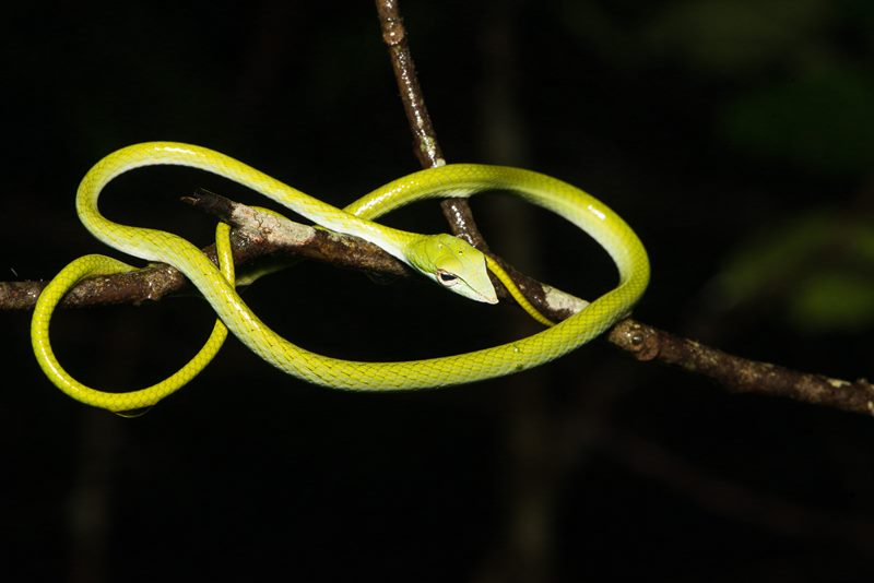 Macro photograph
