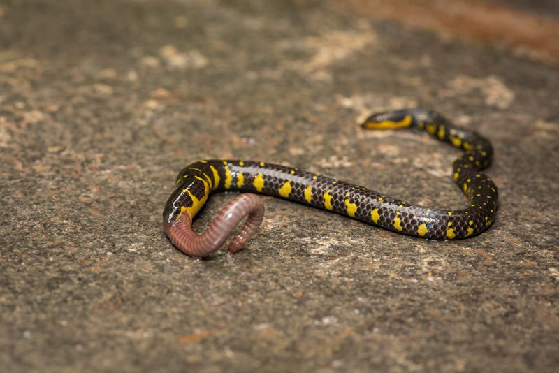 Macro photograph