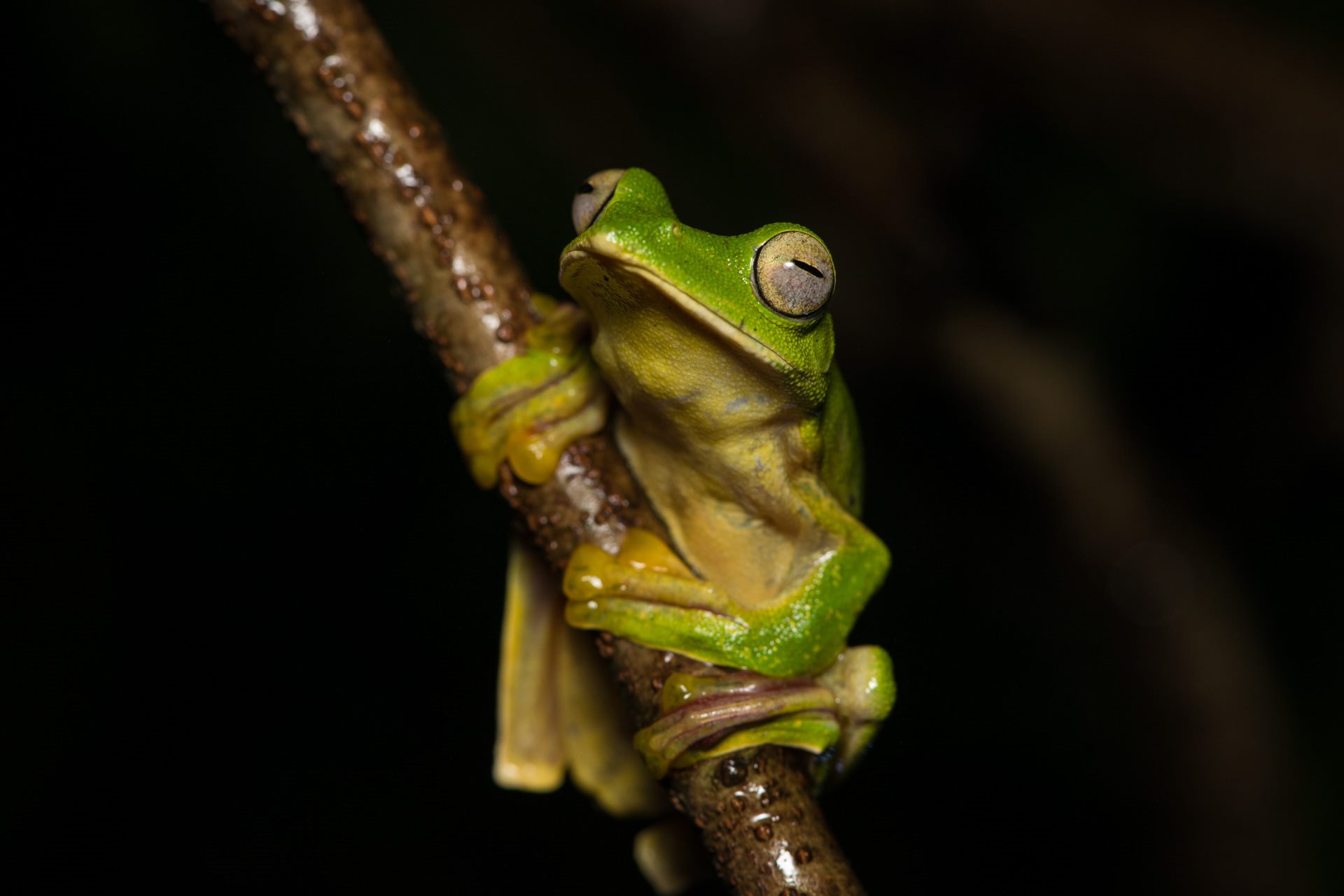Macro photograph