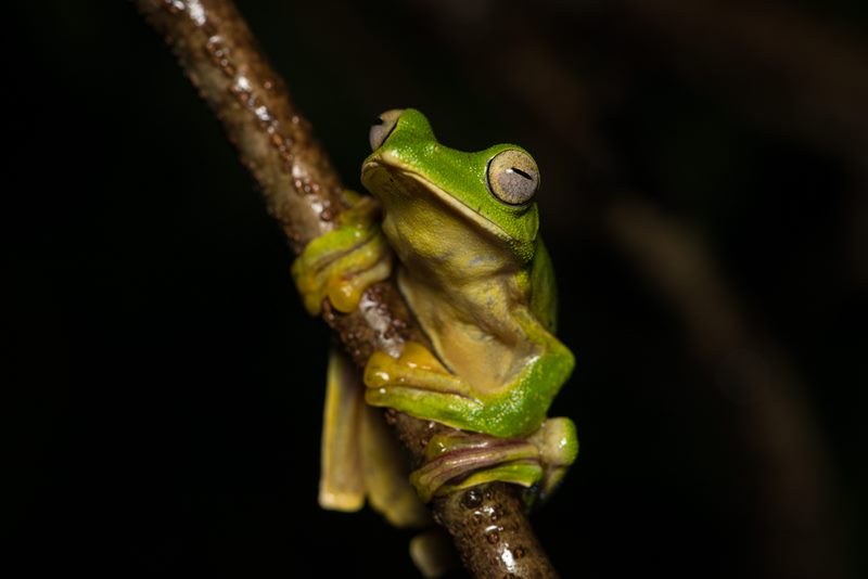 Macro photograph