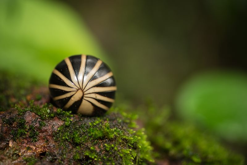 Macro photograph