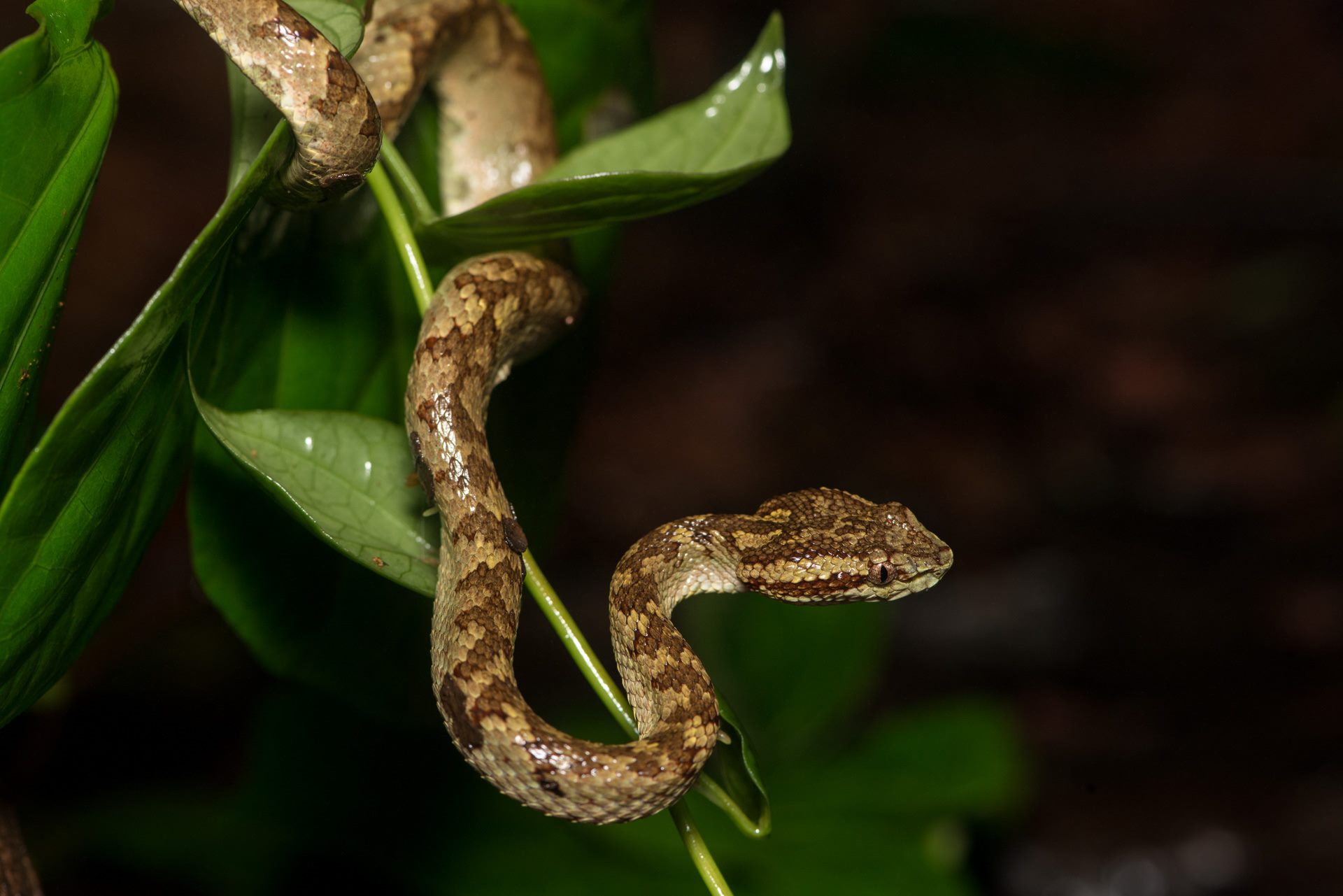 Macro photograph