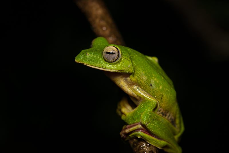 Macro photograph