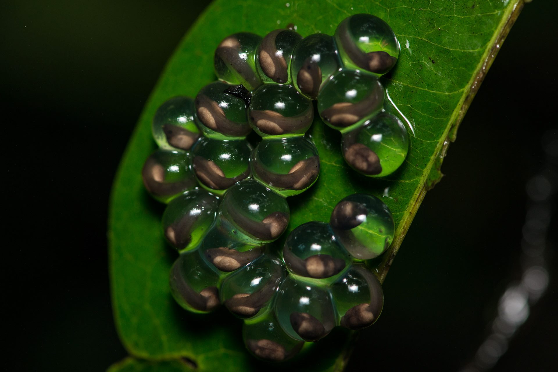 Macro photograph