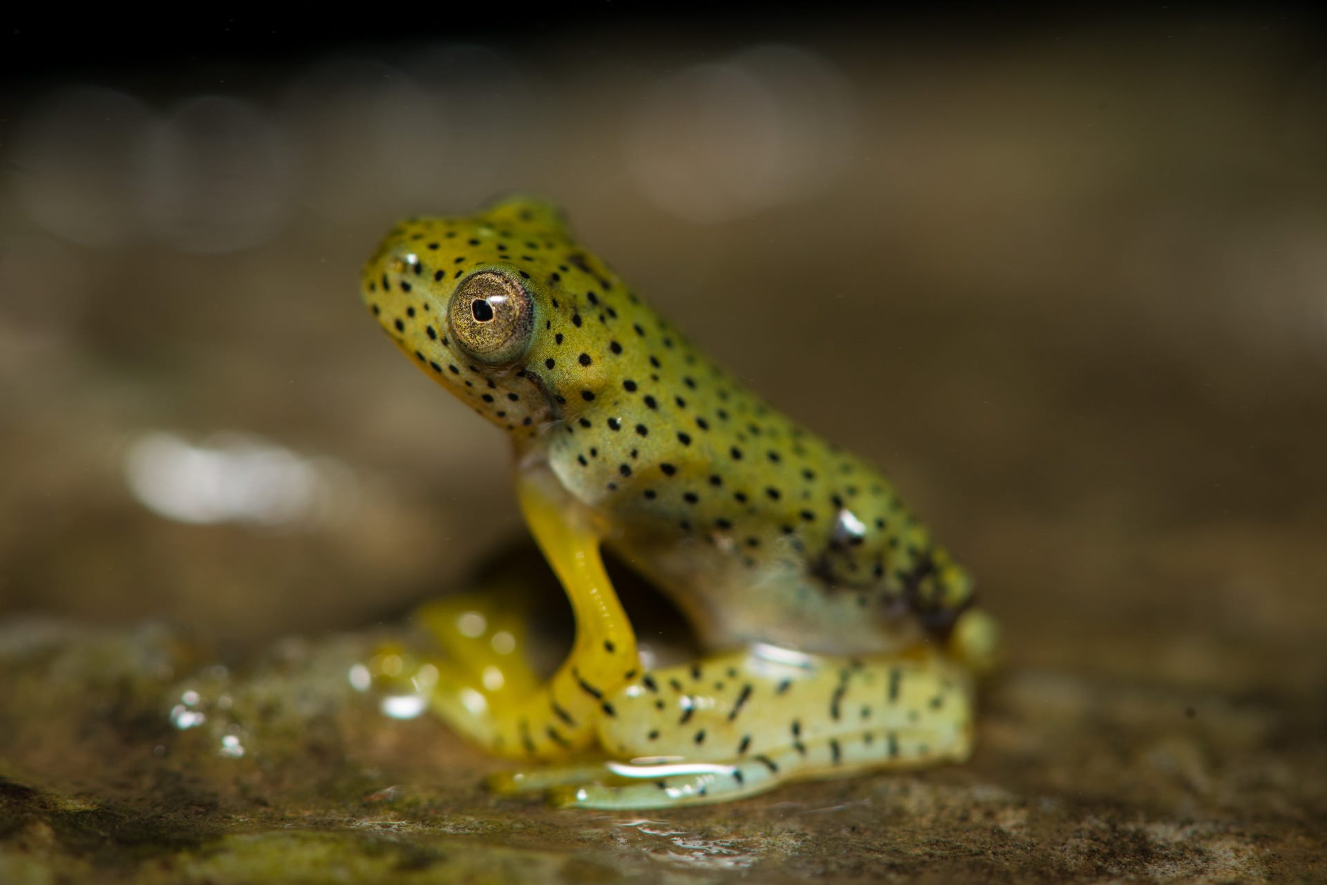 Macro photograph