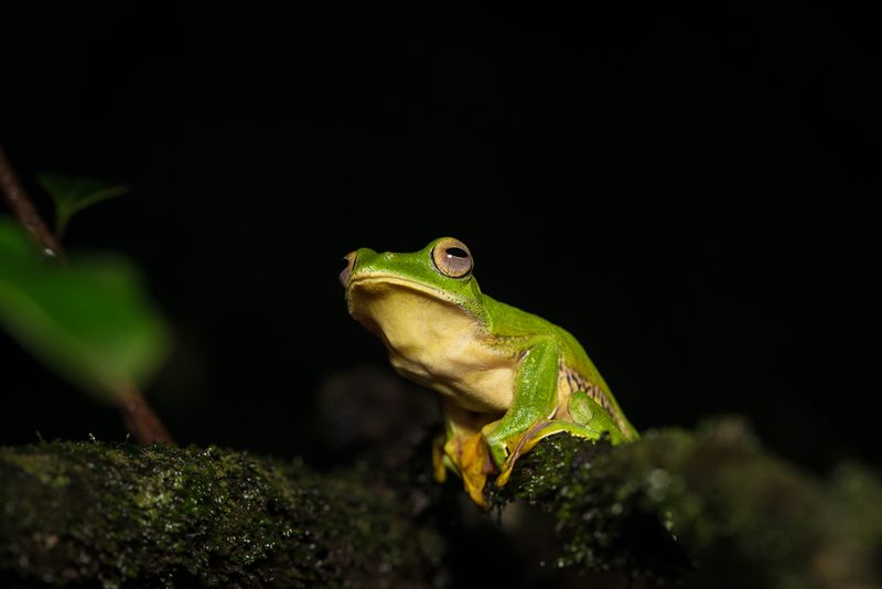 Macro photograph