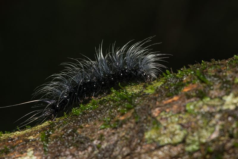 Macro photograph