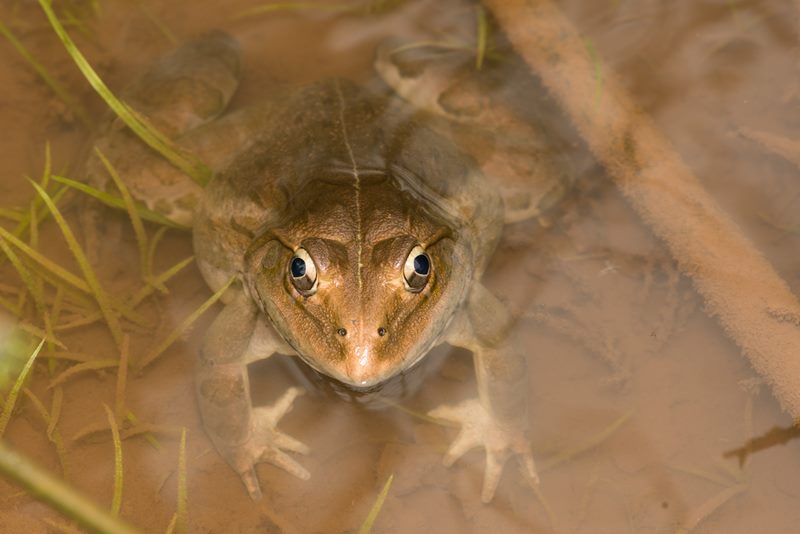 Macro photograph