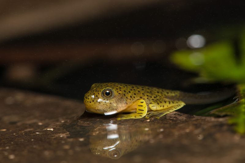 Macro photograph