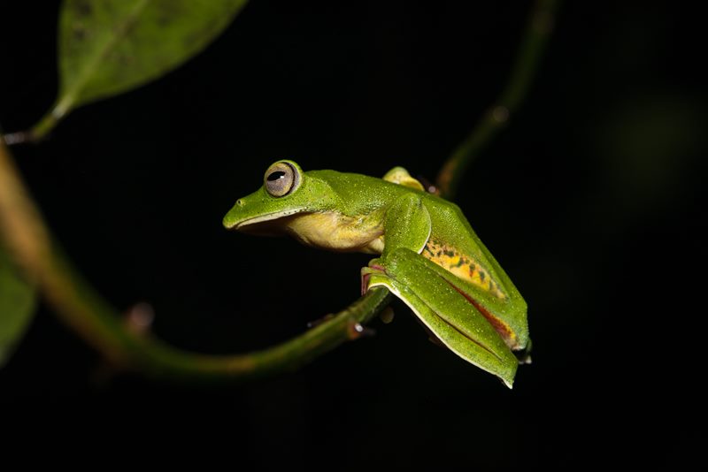 Macro photograph