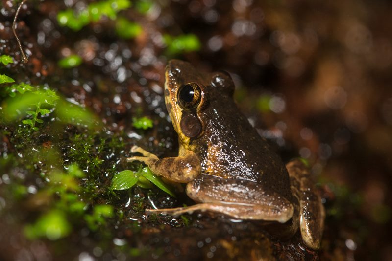 Macro photograph