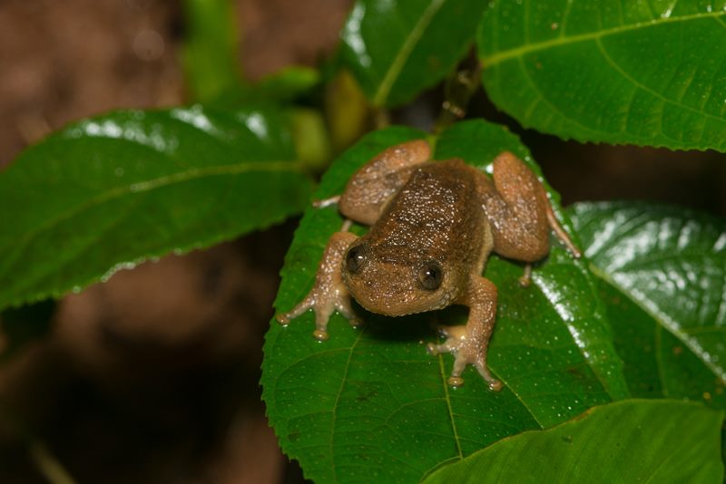 Macro photograph