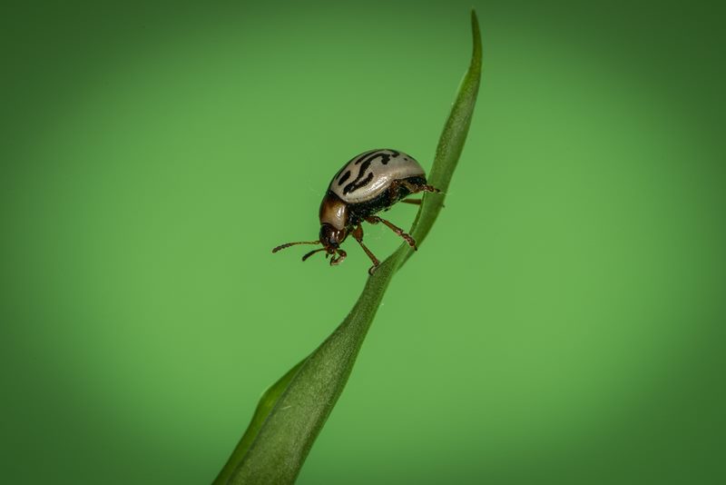 Macro photograph
