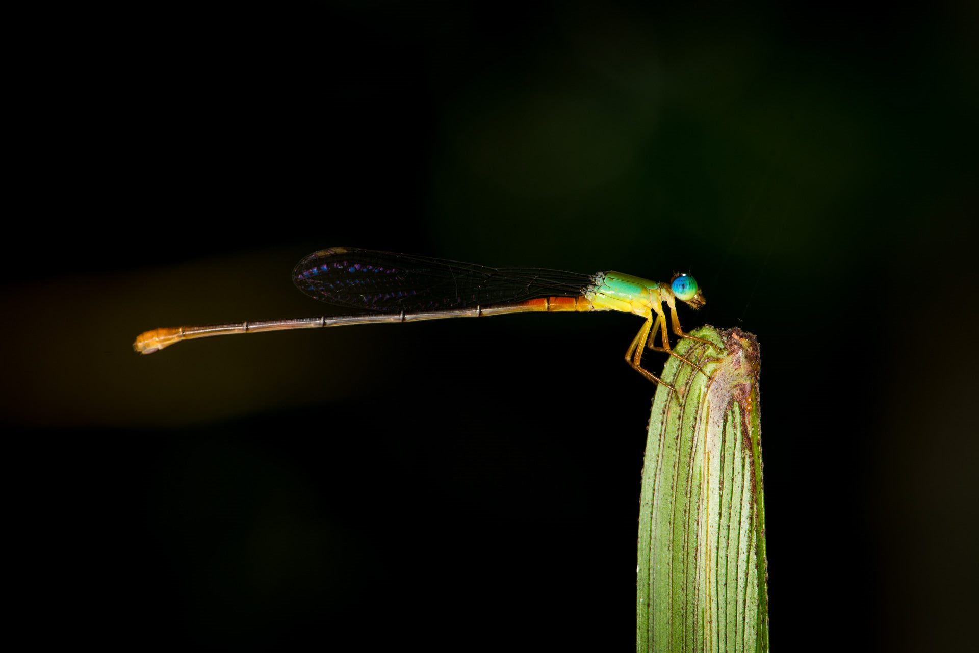 Macro photograph