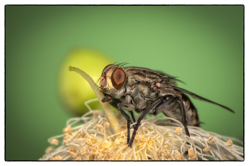 Macro photograph