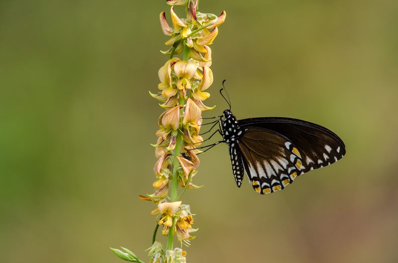 Nature photograph
