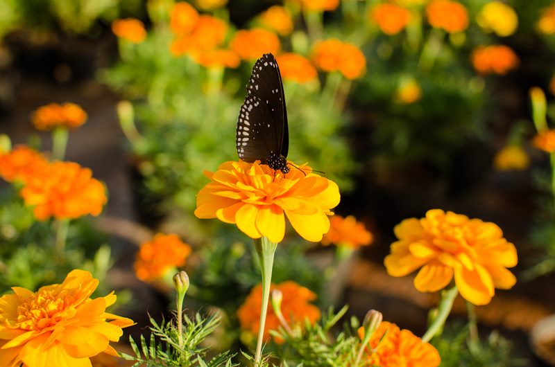 Nature photograph