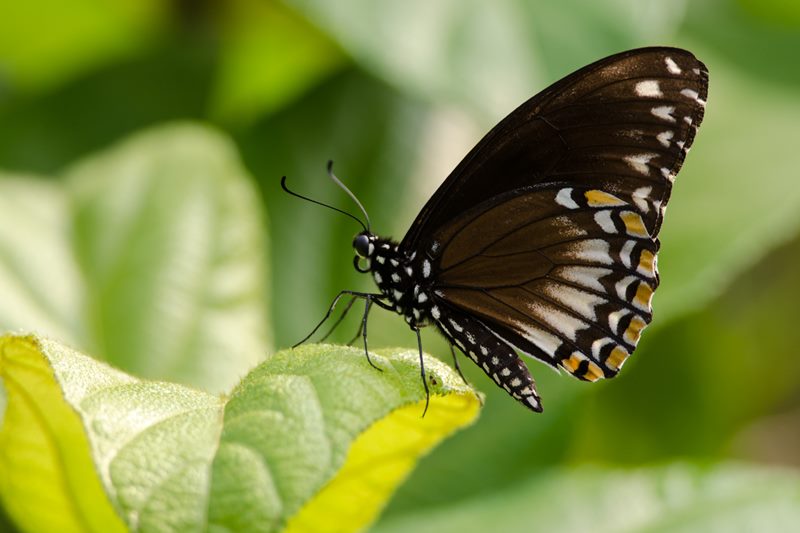 Nature photograph