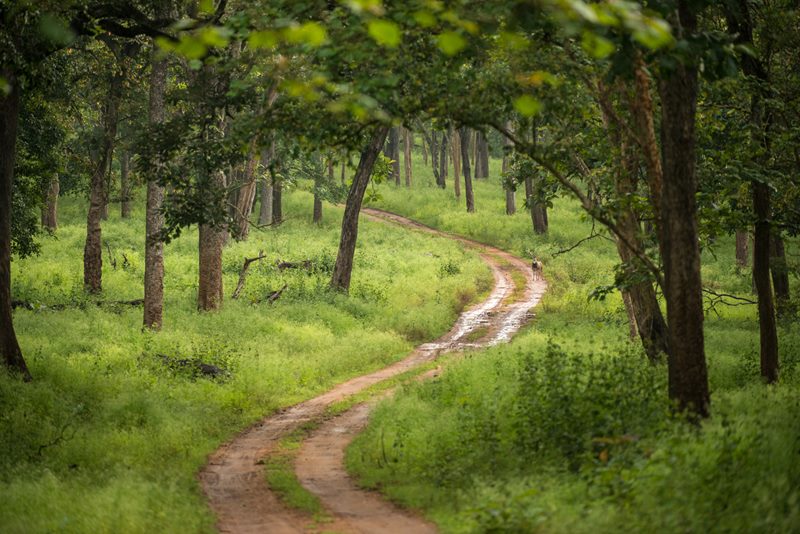 Nature photograph