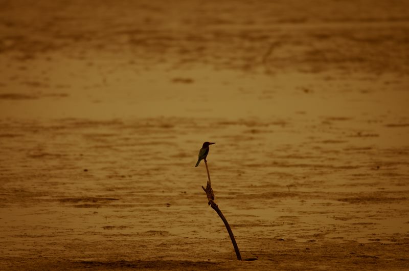 Nature photograph