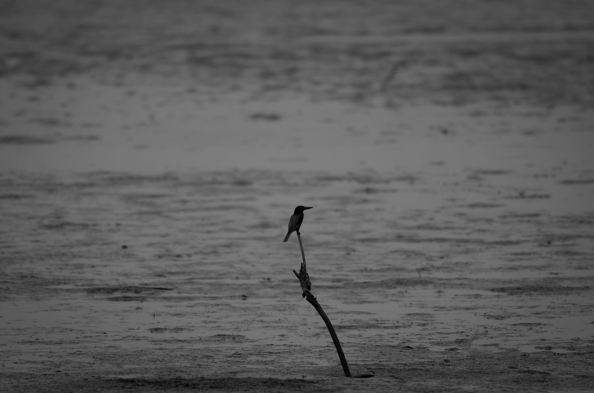 Nature photograph
