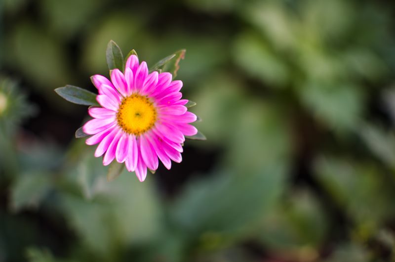 Nature photograph