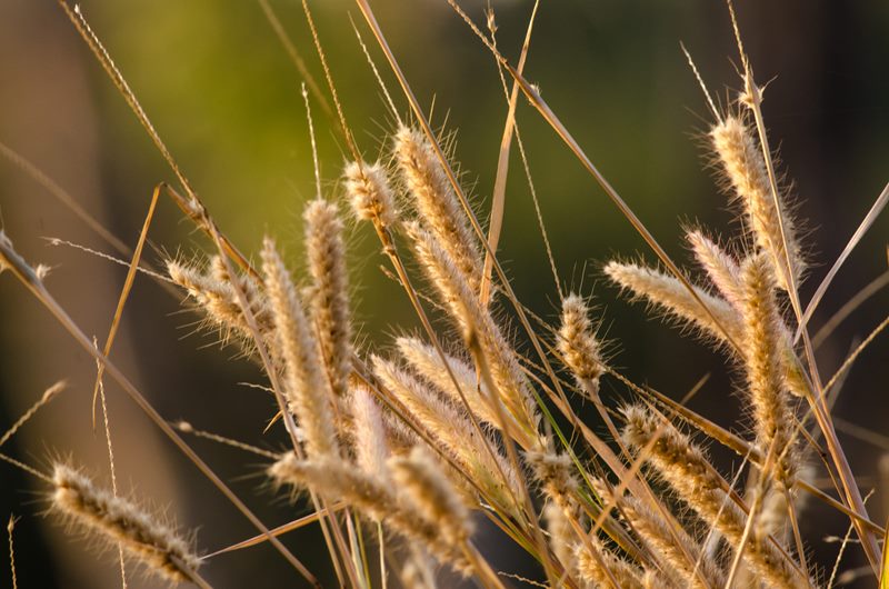 Nature photograph