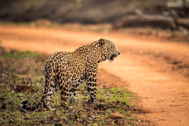 Wildlife photograph