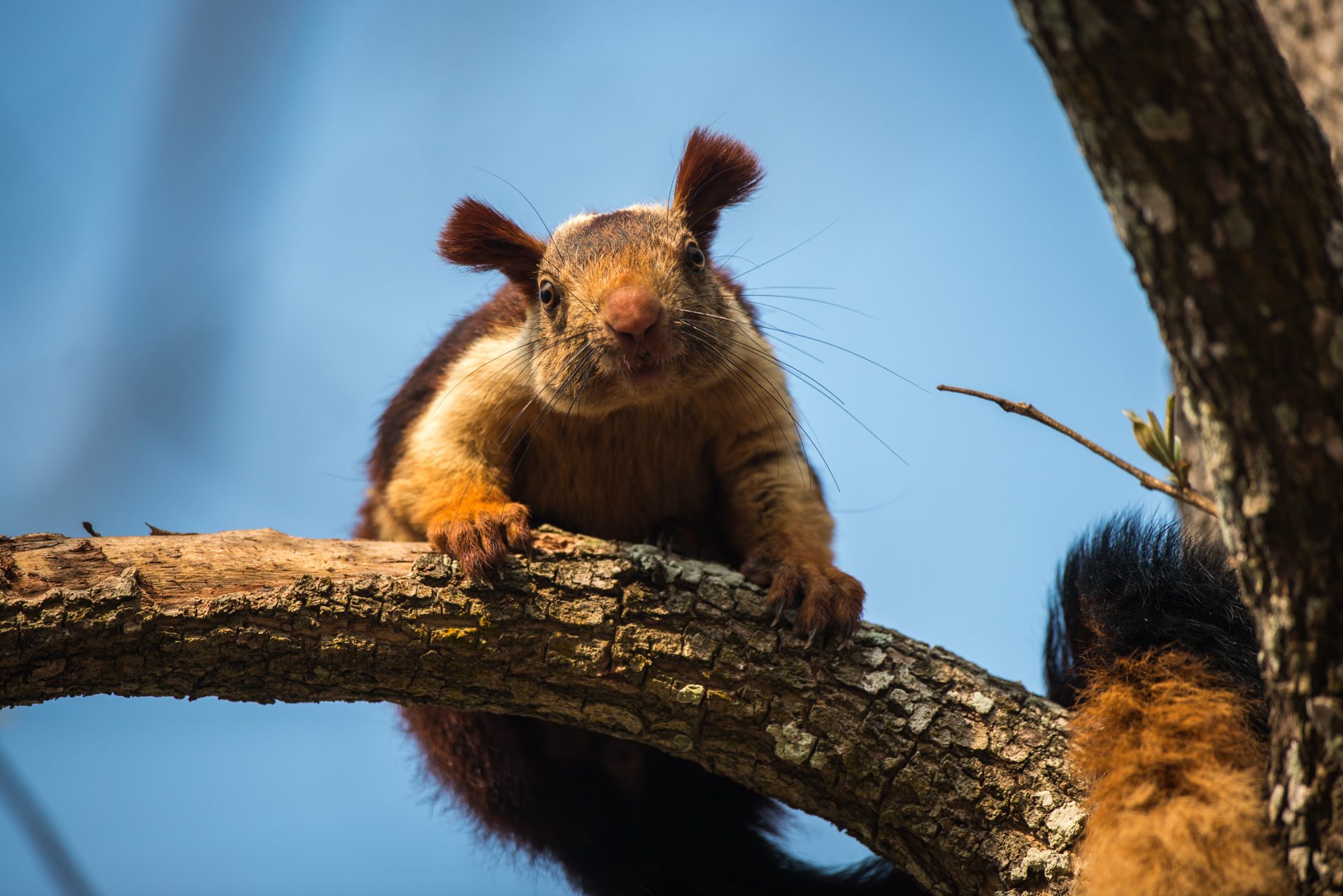 Wildlife photograph