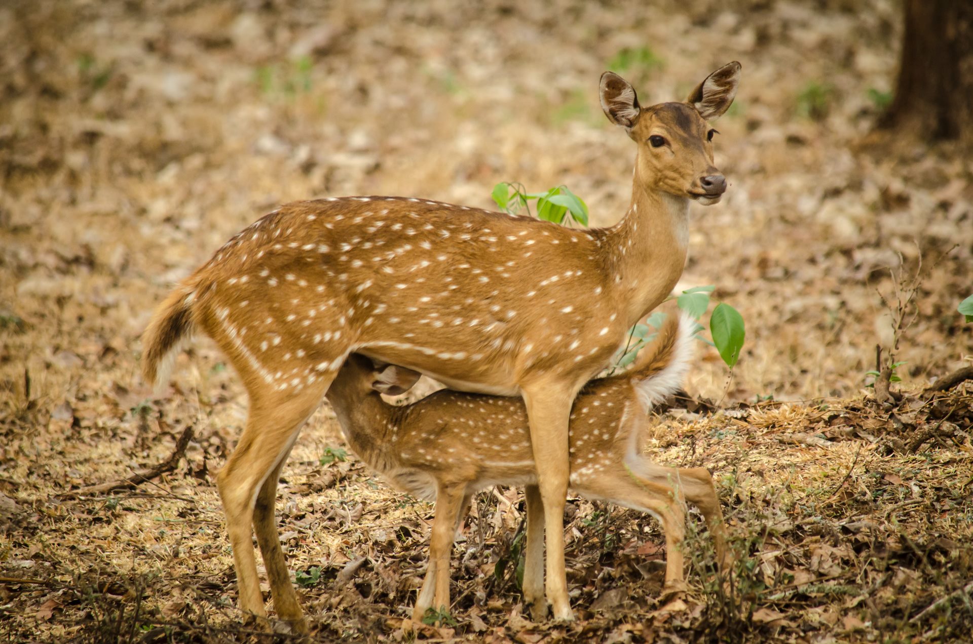Wildlife photograph