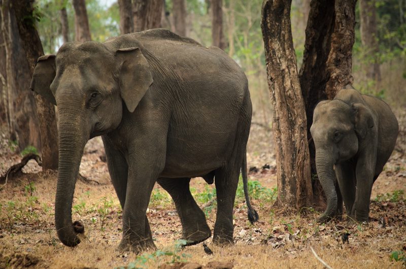 Wildlife photograph