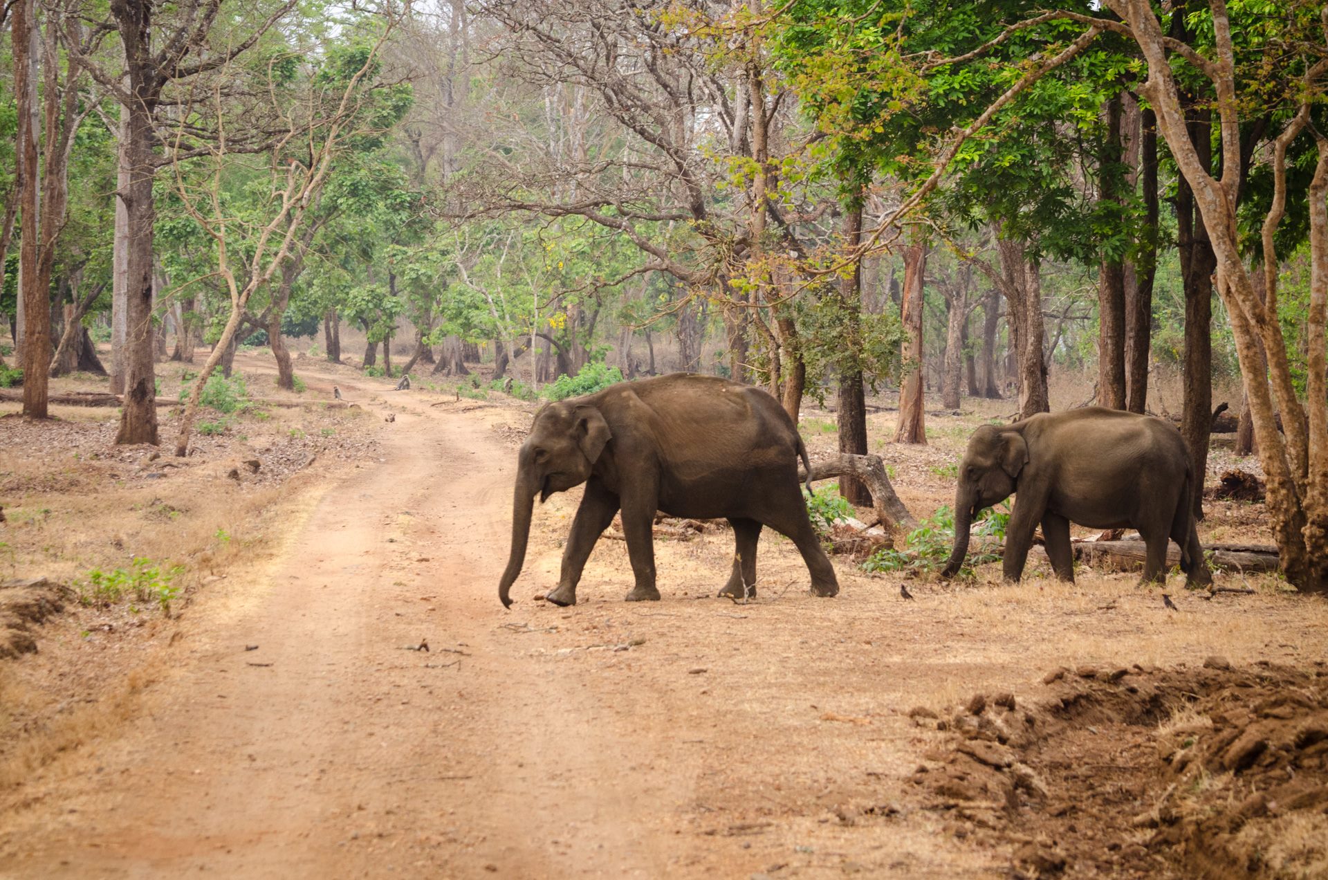 Wildlife photograph