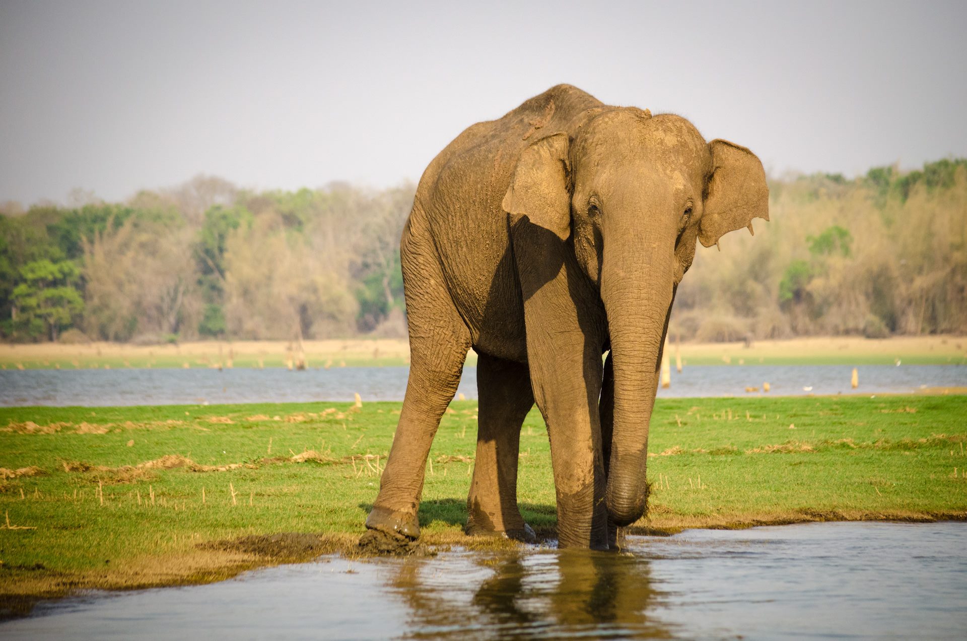 Wildlife photograph