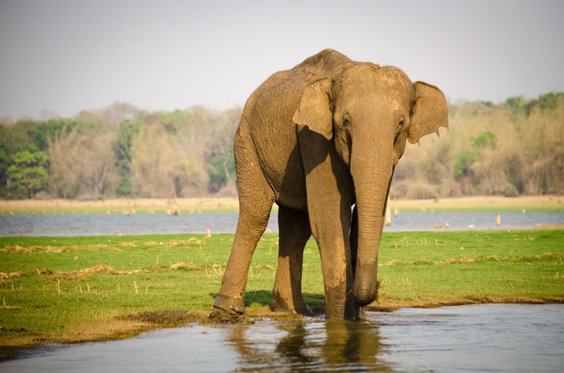 Wildlife photograph