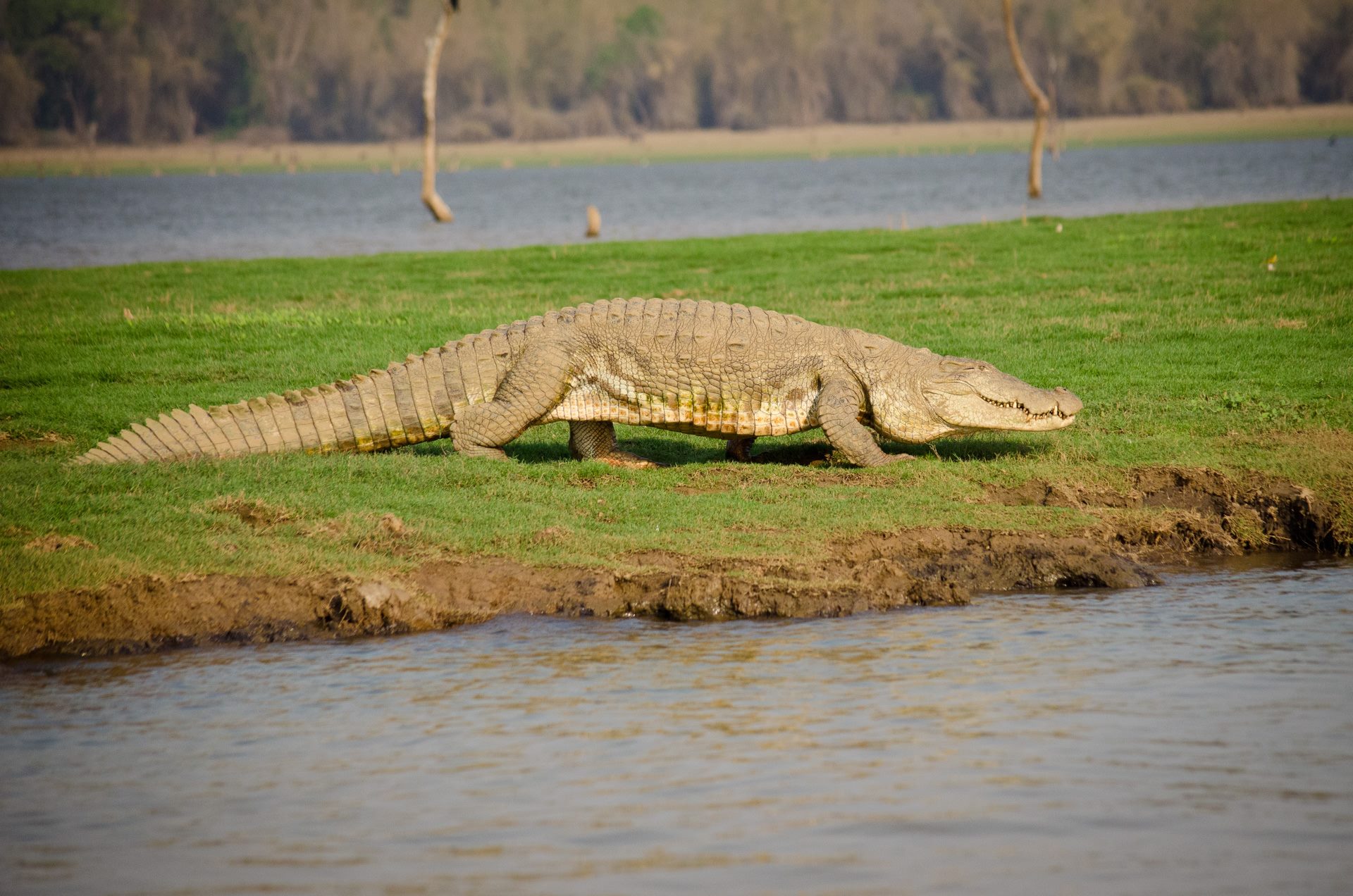 Wildlife photograph